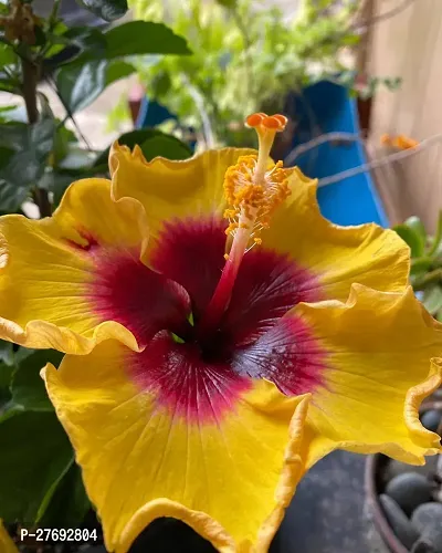 Zomoloco Hibiscus Yellow Live Flower Plant Cf3300