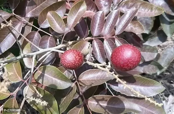 Zomoloco Rare Dwarf Red Longan Fruit Plant Thaila-thumb0