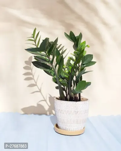 Zomoloco Live Air Purifying Indoor Zz Zamioculcas-thumb0