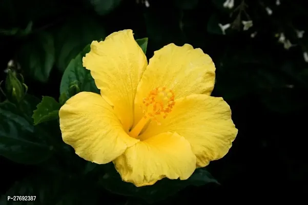 Zomoloco Hibiscus Yellow Live Flower Plant Cf3300-thumb0