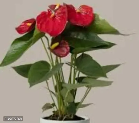 Zomoloco Anthurium Plant Anthurium Plant