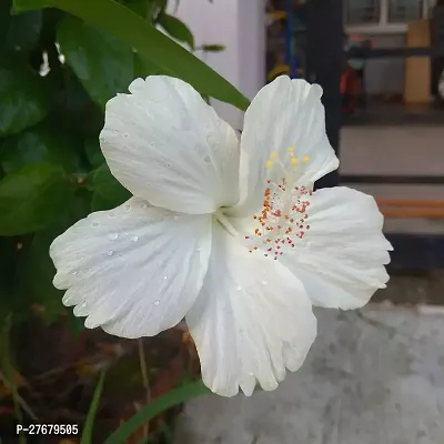 Zomoloco Hibiscus White Live Flower Plant Disha9-thumb0