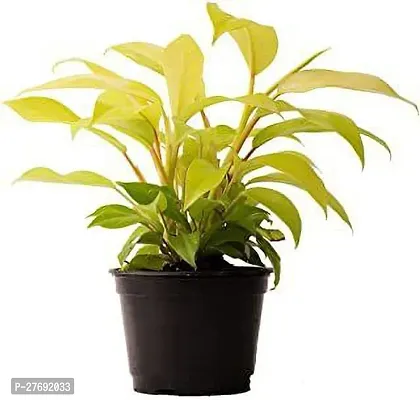 Zomoloco Philodendron Indoor Hybrid Live Plant For