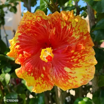 Zomoloco Hibiscus Hybrid Live Flower Plant Cf3301