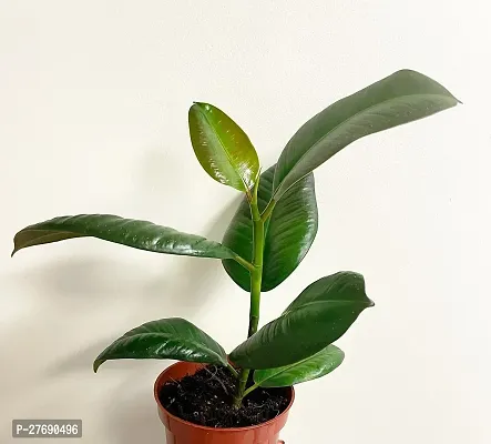 Zomoloco Live Rubber Plant For Indoor Home Decorat-thumb0