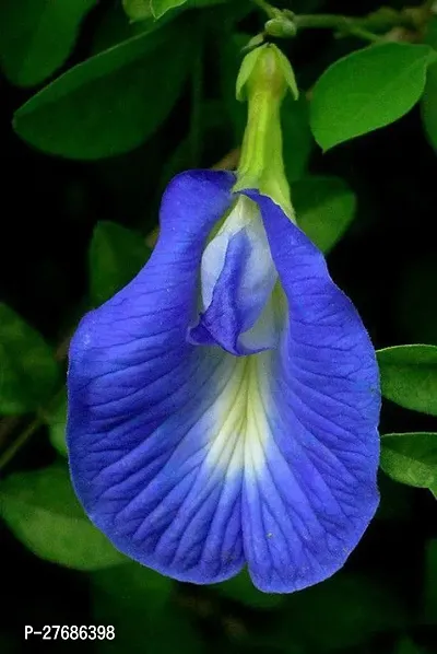 Zomoloco Aparajita Plant Butterfly Pea Plant Apa-thumb0