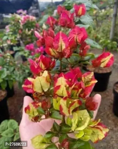 Zomoloco Bougenvalia Plant Bougainvillea Plant-thumb0