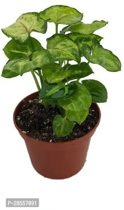 Zomoloco Syngonium Plant FKDR40-thumb0