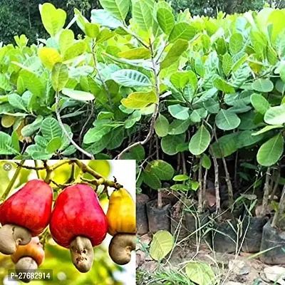 Zomoloco Cashew Plant Cashew Plant-thumb0