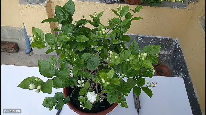 Zomoloco Jasmine Double Hybrid Jasmine Plant-thumb0