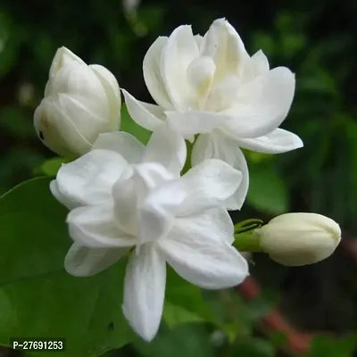 Zomoloco Arabian Jasmine Double Petal Live Flower-thumb0