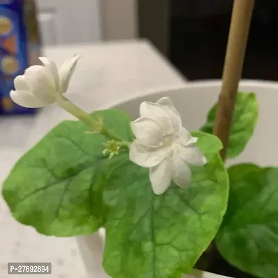 Zomoloco Arabian Jasmine Double Petal Live Flower-thumb0