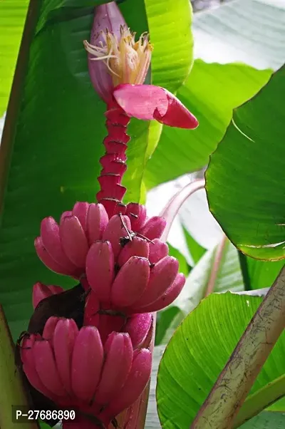 Zomoloco Live Plant Rare Dwarf Musa Red Banana Bar-thumb0