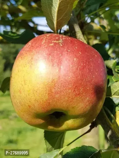 Zomoloco Apple Sunehari Hybrid Grafted Live Plant