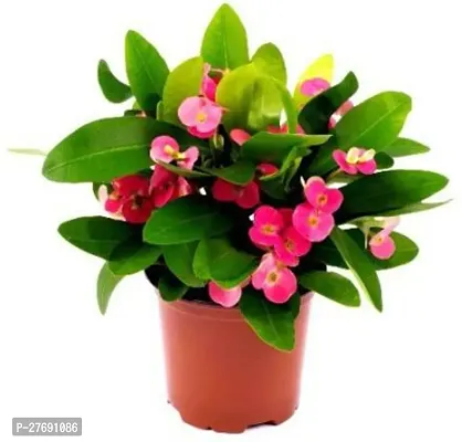 Zomoloco Euphorbia Mili Crown Of Thorns Live Flow-thumb0