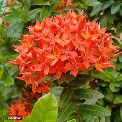 Zomoloco Ixorarangan Flower Plant A6 Ixora Min-thumb0