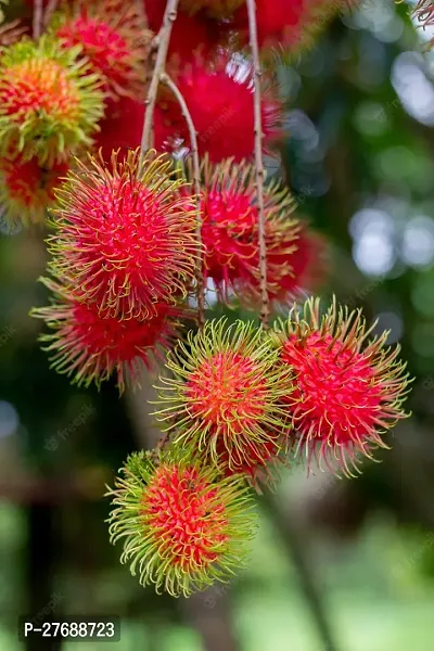 Zomoloco Rare Red Rambutan Hybrid Exotic Fruit See-thumb0