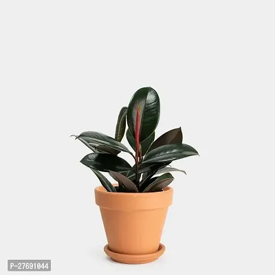 Zomoloco Live Rubber Plant For Indoor Home Decorat-thumb0