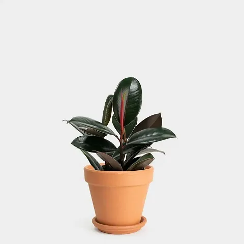 New Arrival Plant & Planters 