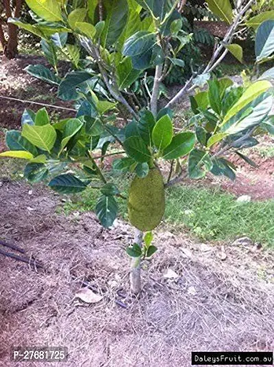 Zomoloco I01 Jack Fruit Plant-thumb0