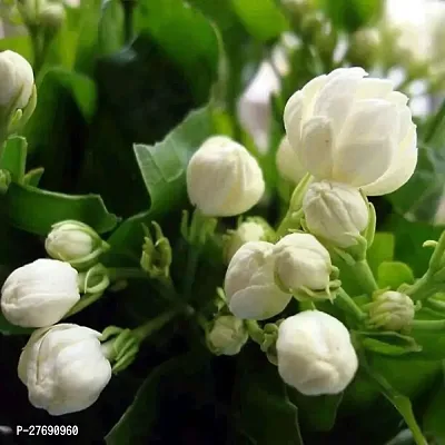 Zomoloco Arabian Jasmine Double Petal Live Flower-thumb0