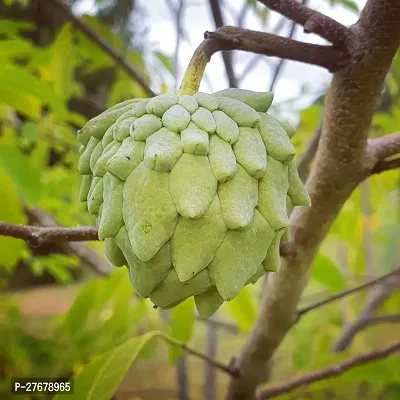 Zomoloco Custard Apple Live Plant Disha3090138-thumb0