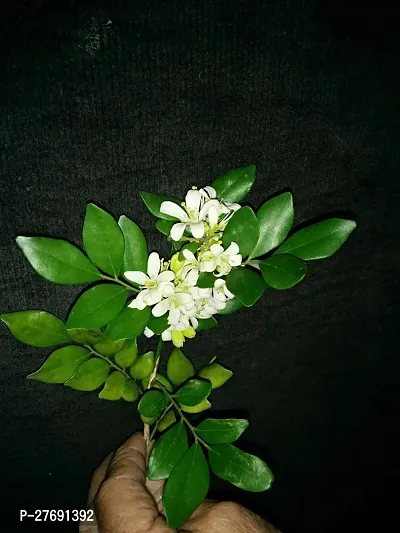 Zomoloco Murraya Paniculata Kamini Flower Plant Cf-thumb0