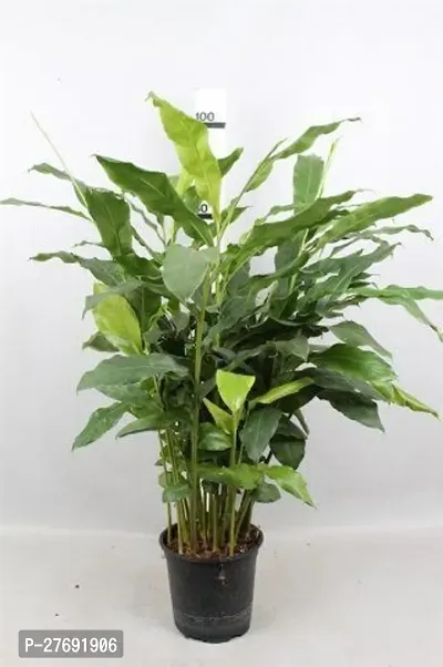 Zomoloco Elaichicardamom Plant Live Plant Cf011-thumb0