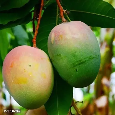 Zomoloco Amrapali Mango Plant A12 Mango Plant-thumb0