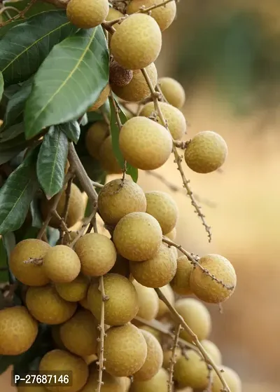 Zomoloco Rare Dwarf Longan Fruit Plant Thailand V