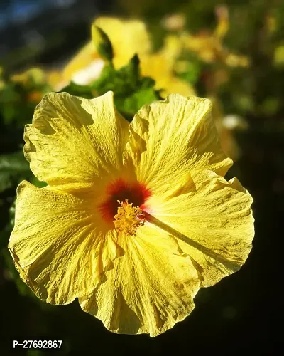 Zomoloco Hibiscus Yellow Live Flower Plant Cf3300