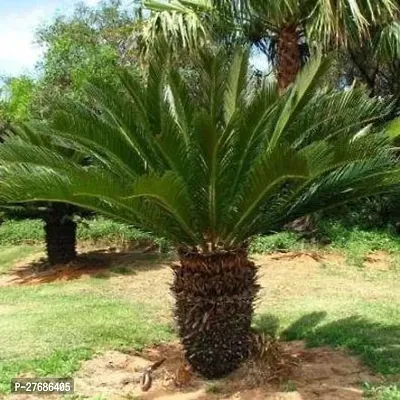 Zomoloco Cycas Revoluta Plant Live Plant Cf491 C-thumb0