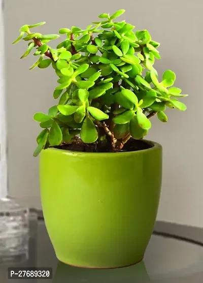 Zomoloco Jade Live Plant Good Luck Plant Cf1991-thumb0