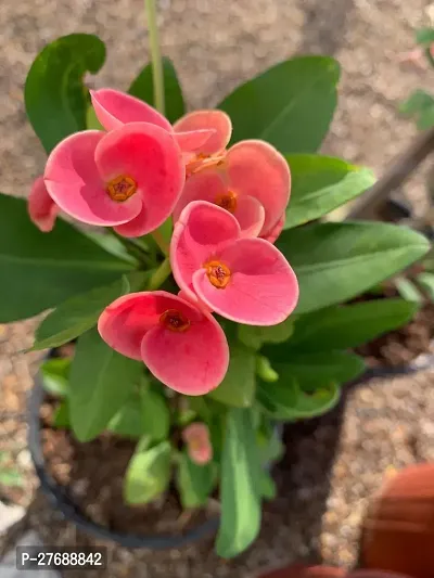 Zomoloco Euphorbia Mili Crown Of Thorns Live Flow