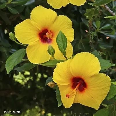 Zomoloco Hibiscus Joba Yellow In Colour Live Plan-thumb0