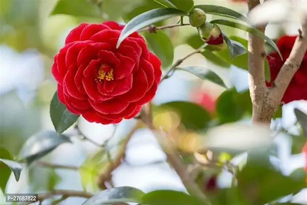 Zomoloco Red Camellia Healthy Flower Plant For Hom