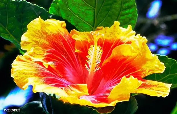 Zomoloco Hybrid Hibiscus Flower Live Plantcf371