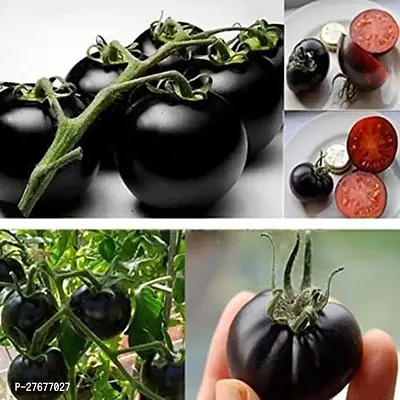 Zomoloco Kale Tamatar Ke Beej Tomato Seeds 50 Beej-thumb0