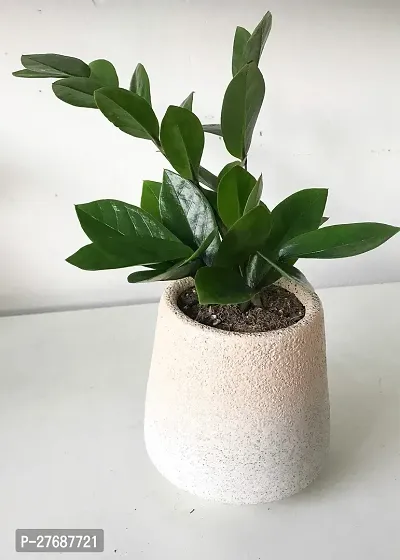 Zomoloco Live Air Purifying Indoor Zz Zamioculcas