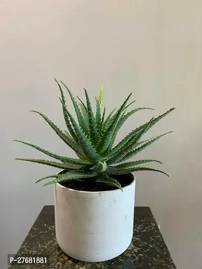 Zomoloco Adaa11 Aloe Vera Plant-thumb0