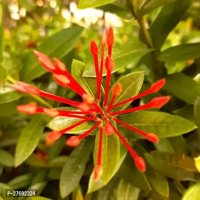 Zomoloco Trothic Ixora Chethi Red Plant Live Flowe