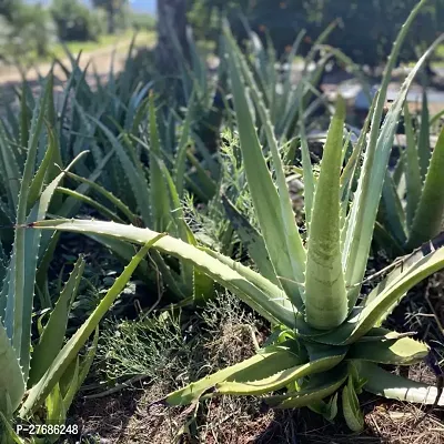 Zomoloco Aloevera Plant Aloe Vera Plant