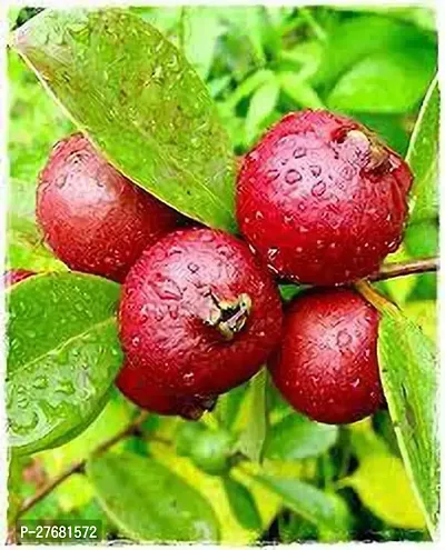 Zomoloco Strawberry Red Guava Fruit Plant Guava Pl-thumb0