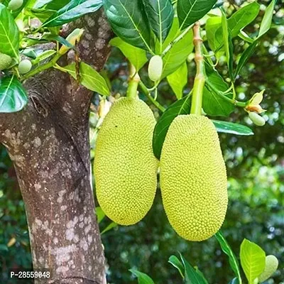 Zomoloco Jackfruit Plant Jackfruit nursery-thumb0