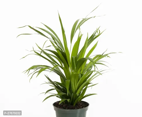 Zomoloco Areca Plam Wp40 Areca Palm