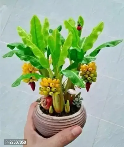 Zomoloco Live Plant Rare Tissue Culture Banana Pla