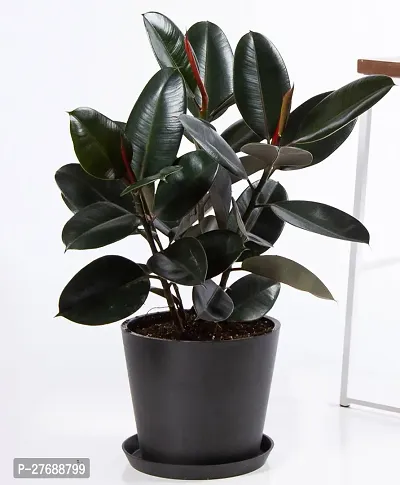 Zomoloco Live Rubber Plant Black Prince Rubber P-thumb0