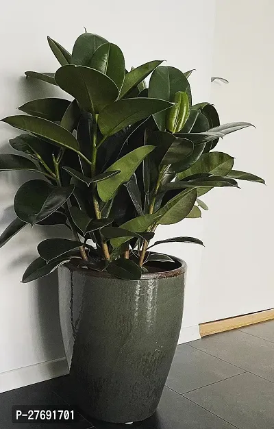 Zomoloco Live Rubber Plant For Indoor Home Decorat-thumb0