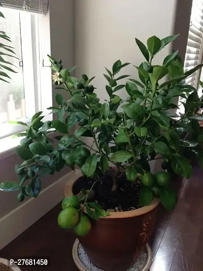 Zomoloco Ww101 Lemon Plant-thumb0