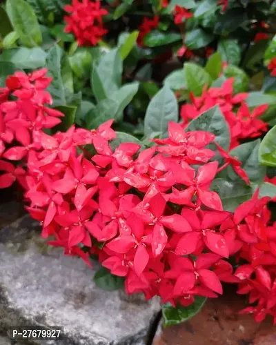 Zomoloco Trothic Ixora Chethi Red Plant Live Flowe-thumb0